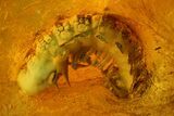 Detailed Fossil Millipede (Diplopoda) & Fly (Diptera) in Baltic Amber #142216-2